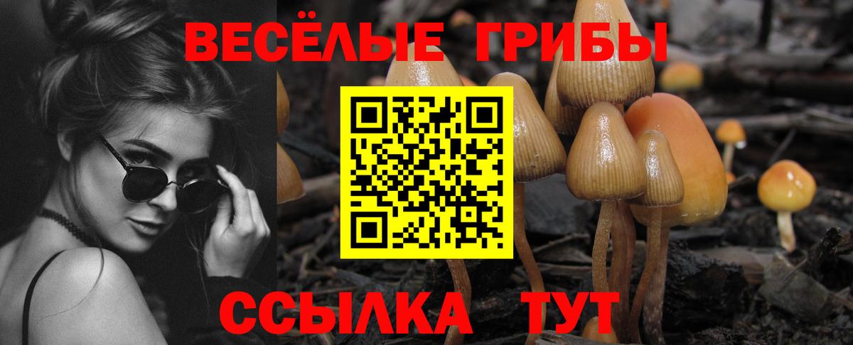 Галлюциногенные грибы Psilocybine cubensis Кизилюрт